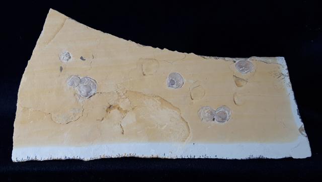 Terebratula sp. MUELLER 1776 - Bild &copy; FossNet FossilienStore